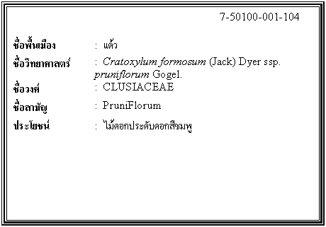 กล่องข้อความ: 7-50100-001-104 ชื่อพื้นเมือง : แต้ว ชื่อวิทยาศาสตร์ : Cratoxylum formosum (Jack) Dyer ssp. pruniflorum Gogel. ชื่อวงศ์ : CLUSIACEAE ชื่อสามัญ : PruniFlorum ประโยชน์ : ไม้ดอกประดับดอกสีชมพู